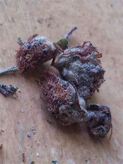 User uploaded image of Alpine Blue