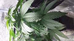 User uploaded image of Alpine Blue