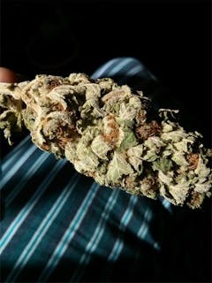 User uploaded image of Ambrosia