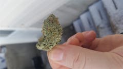 User uploaded image of Ambrosia