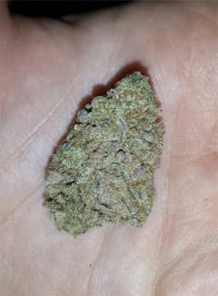 User uploaded image of Ambrosia