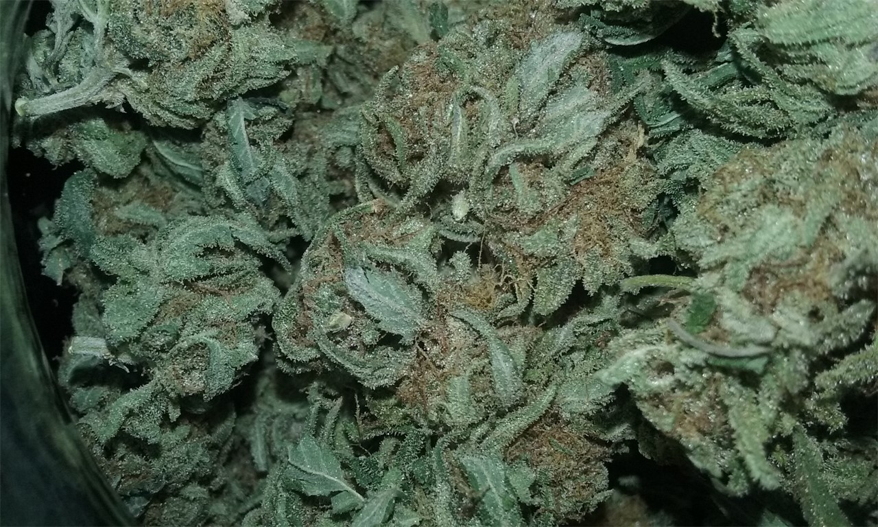 American Dream Weed Strain Information | Leafly