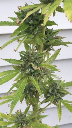 User uploaded image of American Kush