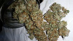 User uploaded image of American Kush