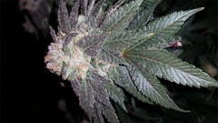 User uploaded image of American Kush