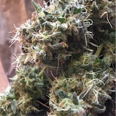 User uploaded image of Amnesia Haze