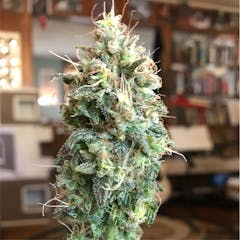 User uploaded image of Amnesia Haze