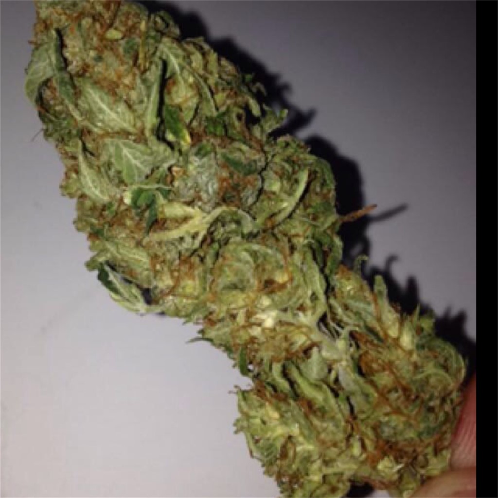 amnesia weed