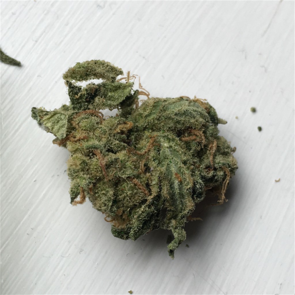 amnesia weed strain