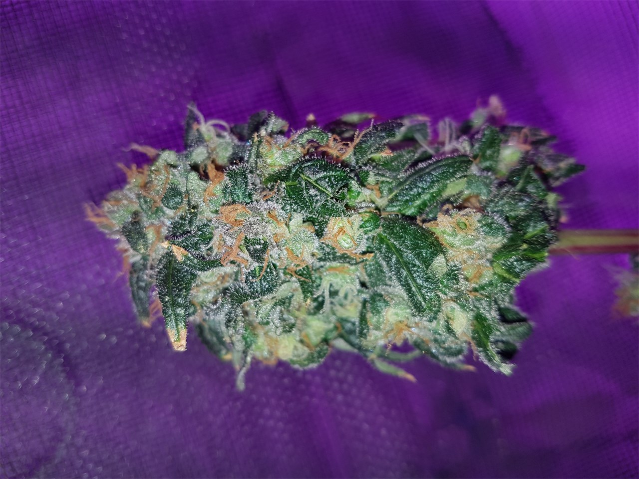 Amnesia Haze Autoflowering Marijuana Seeds