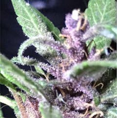 User uploaded image of Amnesia