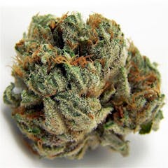 User uploaded image of Ancient OG