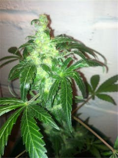 User uploaded image of Anesthesia