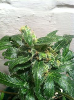 User uploaded image of Anesthesia