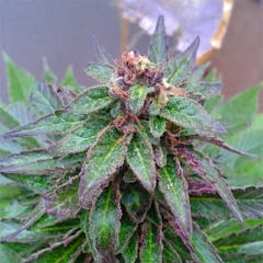 User uploaded image of Anesthesia