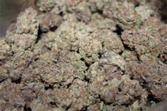 User uploaded image of Animal Cookies