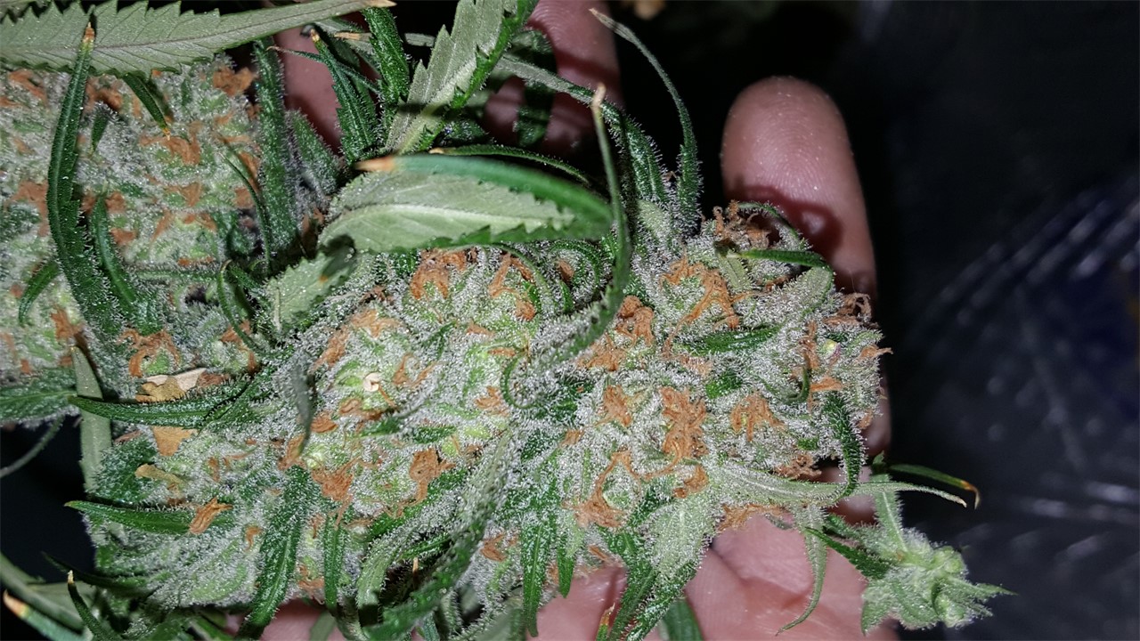 Apollo 11 Marijuana Strain Information Leafly