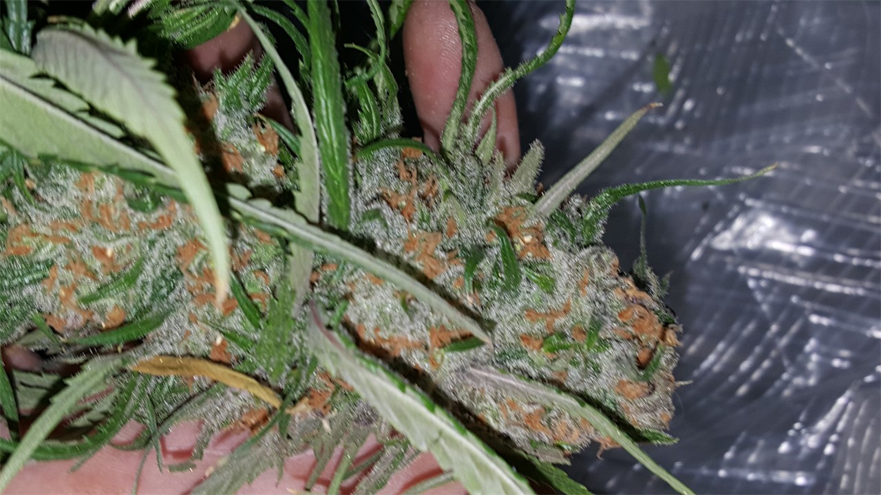 Apollo 11 Marijuana Strain Information Leafly