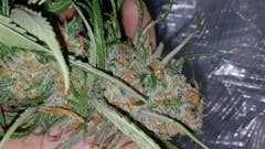 User uploaded image of Apollo 11