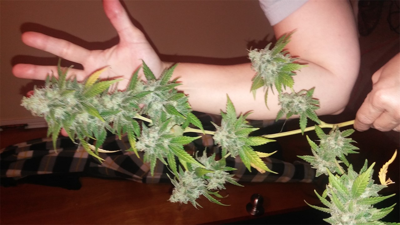 Apollo 11 Marijuana Strain Information Leafly