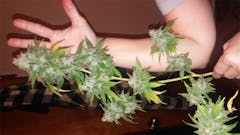 User uploaded image of Apollo 11