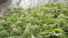 User uploaded image of Apollo 11