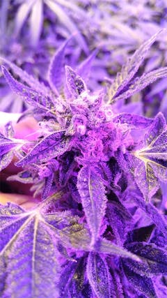 User uploaded image of Apollo 13