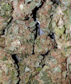 User uploaded image of Apple Jack