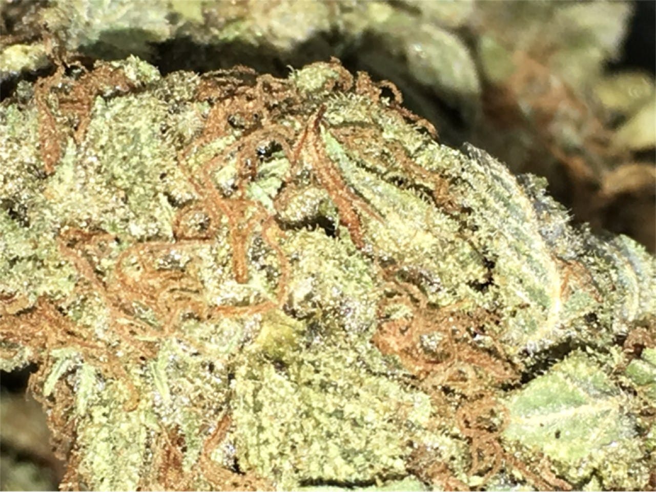 Strawberry Haze aka Arjan's Strawberry Haze Weed Strain Information