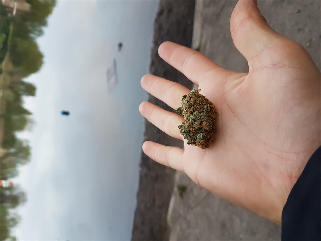 Strawberry Haze aka Arjan's Strawberry Haze Marijuana Strain