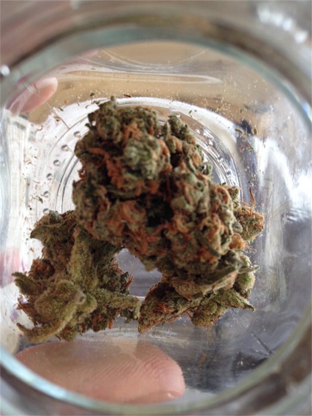 Photos of Strawberry Haze Weed Strain Buds Leafly