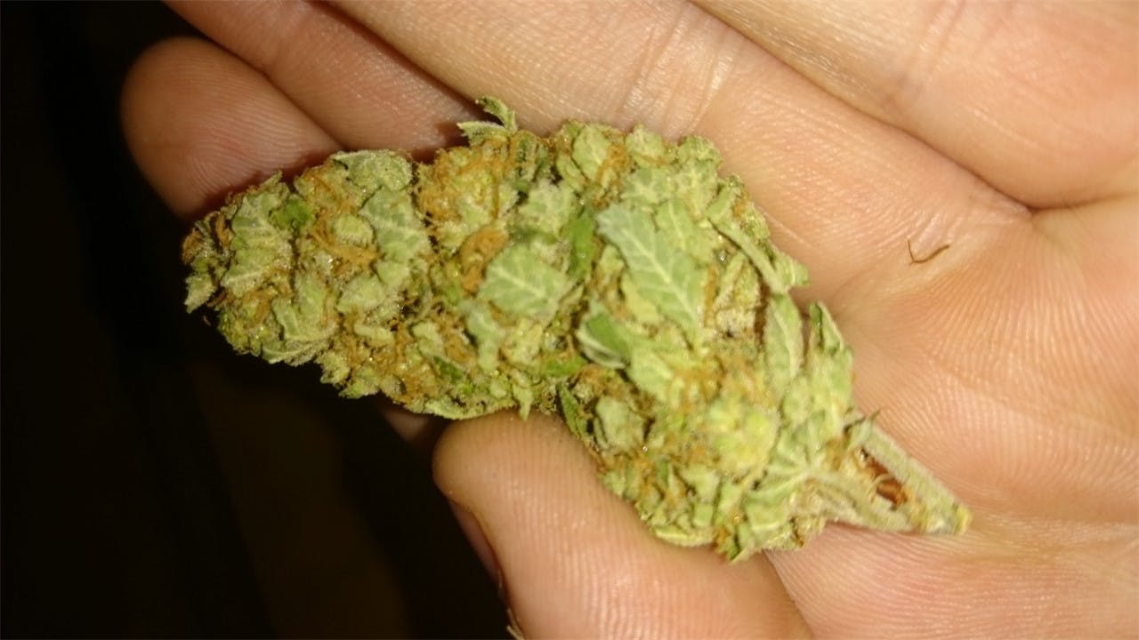 Armageddon Weed Strain Information Leafly