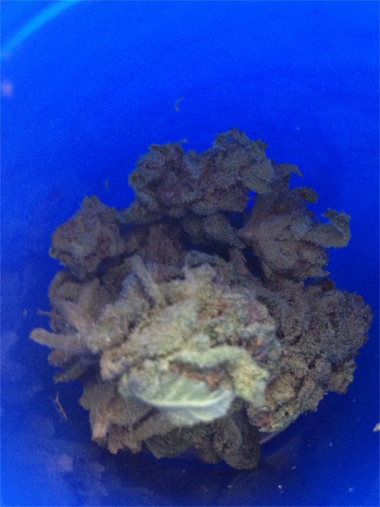 Armageddon Weed Strain Information Leafly