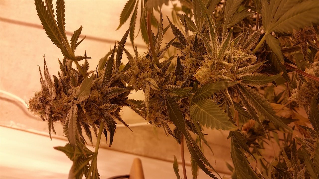 Armageddon Weed Strain Information Leafly