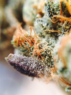 User uploaded image of Armagnac