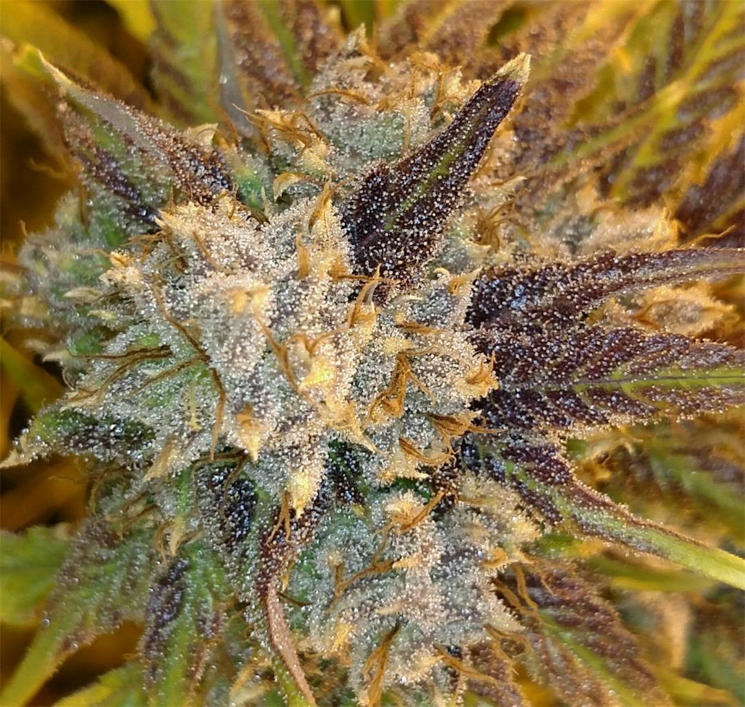 Ash Weed Strain Information Leafly