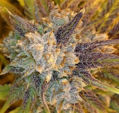 User uploaded image of Ash