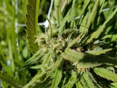 User uploaded image of Asian Fantasy