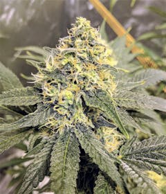 User uploaded image of Aurora Indica