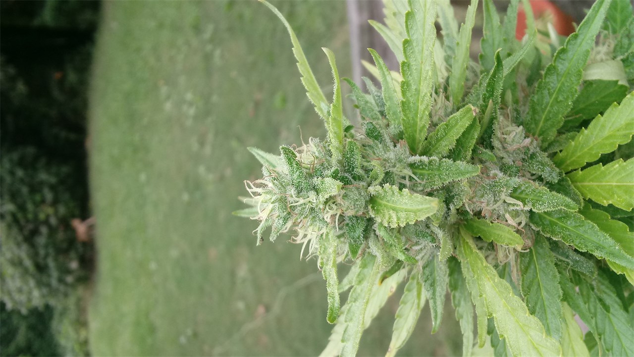 Buy Aurora Indica Feminized seeds – Nirvana Shop