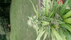 User uploaded image of Aurora Indica