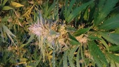 User uploaded image of Aurora Indica
