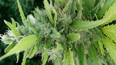 User uploaded image of Aurora Indica