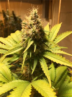 User uploaded image of Azure Haze