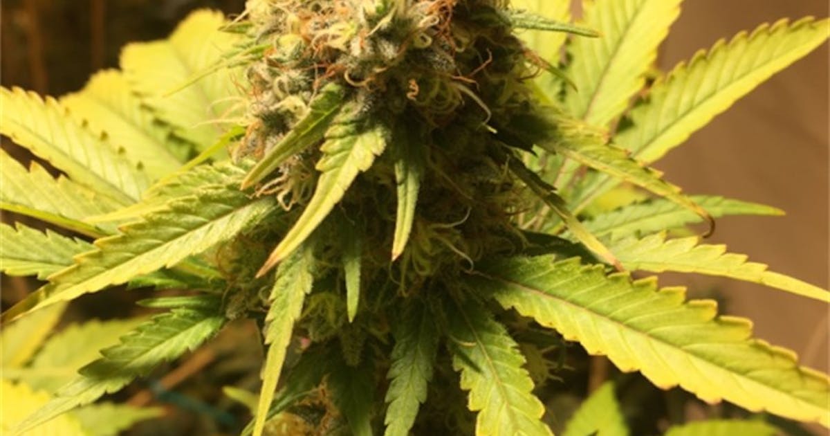 Photos of Azure Haze Weed Strain Buds Leafly