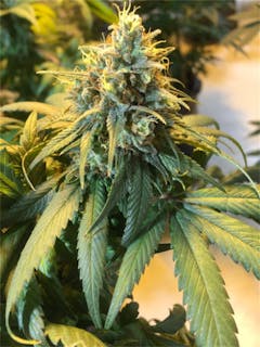 User uploaded image of Azure Haze