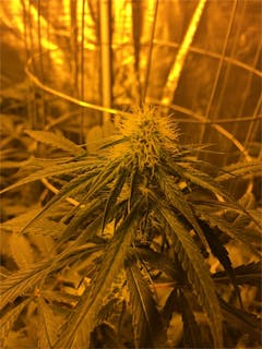 User uploaded image of Azure Haze