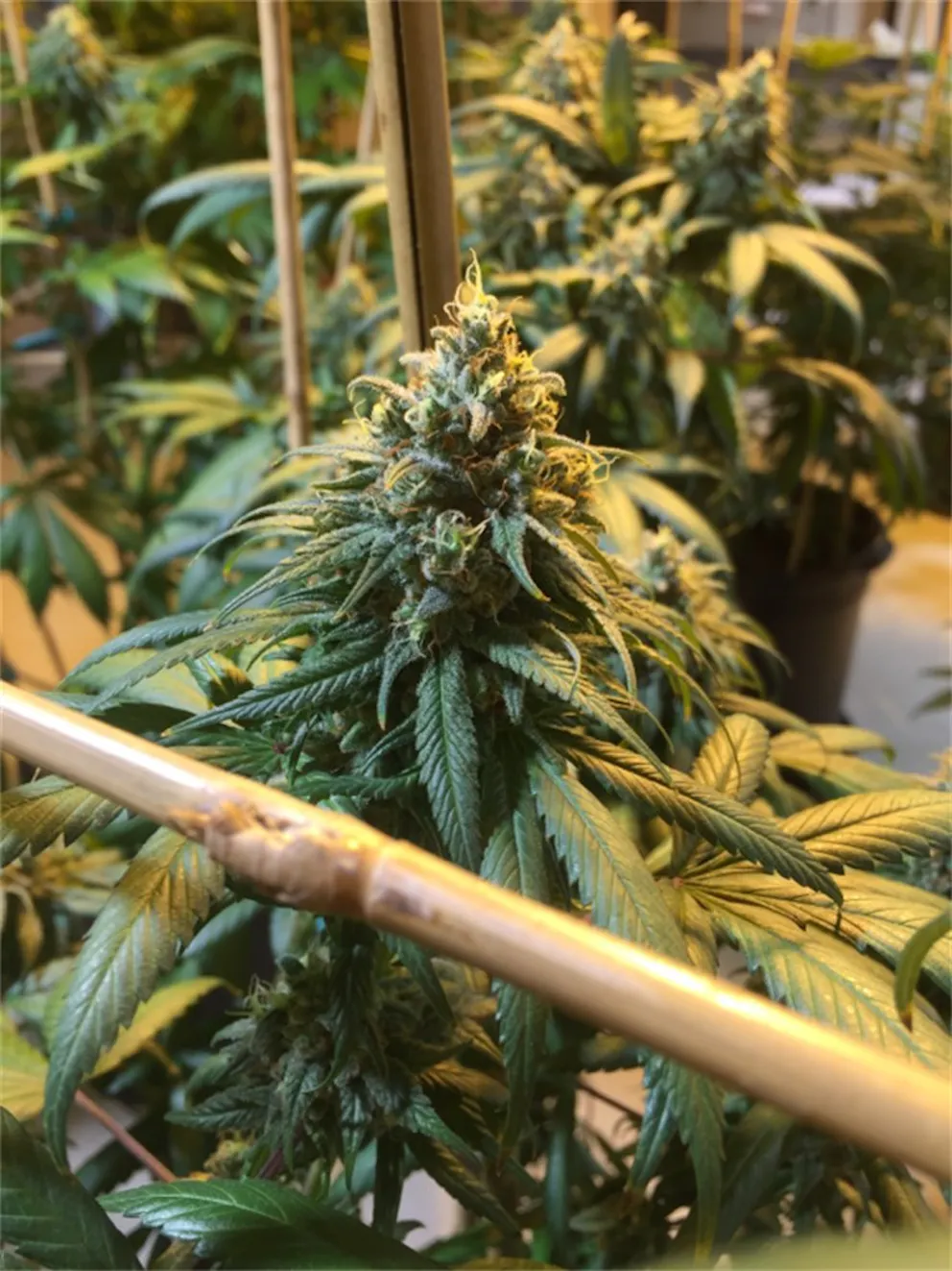 Photos of Azure Haze Weed Strain Buds Leafly