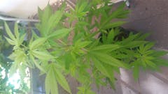 User uploaded image of B-52