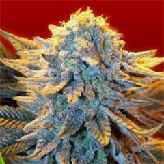 User uploaded image of B-52